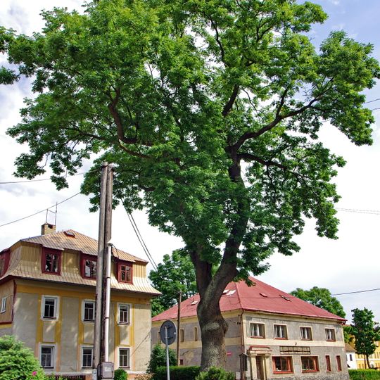 Vetešníkův jasan v Perninku