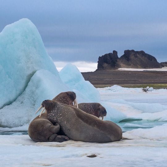 Ziemia Franciszka Józefa