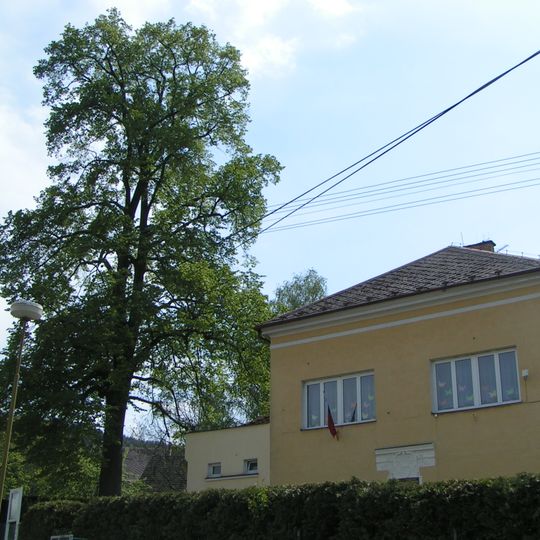 Lípa u školy v Mašově