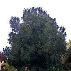 Naturdenkmal Gemeine Eibe WT Burg-Dorf, Am Leineweber 16 in Burg