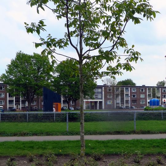Bevrijdingsboom
