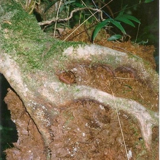 South East Forest National Park