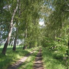 Březová alej u Kysibelského dvora