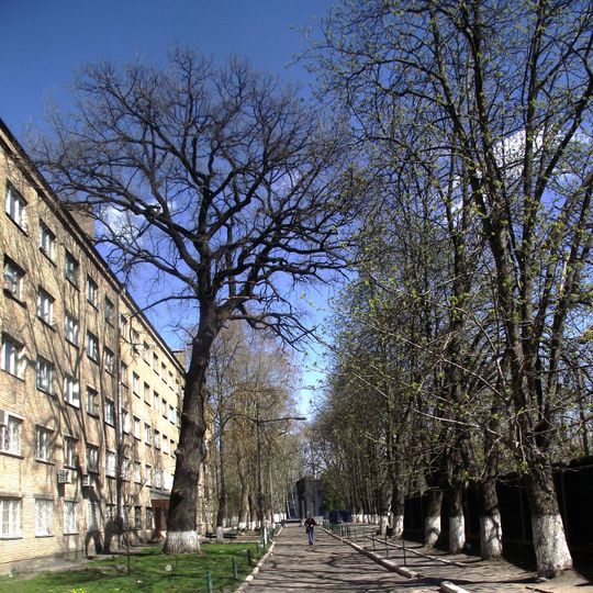 Величавий дуб