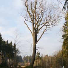 Dub u Bártíkovy školky