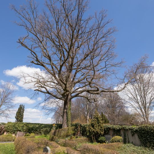 Luther-Eiche in Erlau