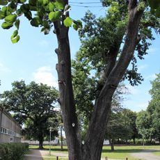 Naturdenkmale Stieleiche vor der alten Turnhalle des Elsterschlossgymnasiums