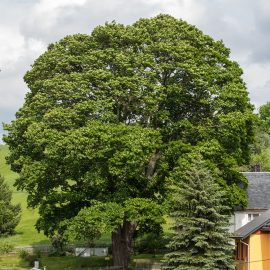 Spitz-Ahorn in Neuhausen