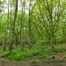 Prehistoric enclosure, carved rocks and orthostat wall, Buck Wood, 195m west of football ground