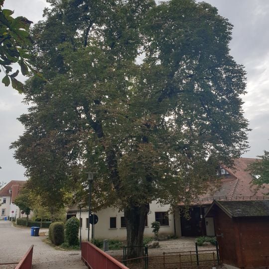 Kastanie zwischen Gebäude Auf der Raise 8 und 10