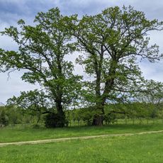 Quercus in Golyama Zhelyazna
