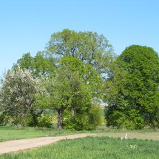 Památné lípy za obcí Vlkoš