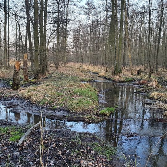 Erlenbruch am Herthasee