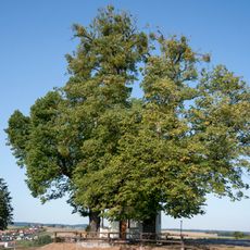 Zwei Kapellenlinden von Aspach