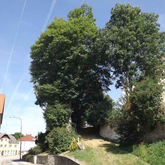 Klen u fary v Lodhéřově