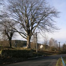 Javor klen v Mikulášovicích