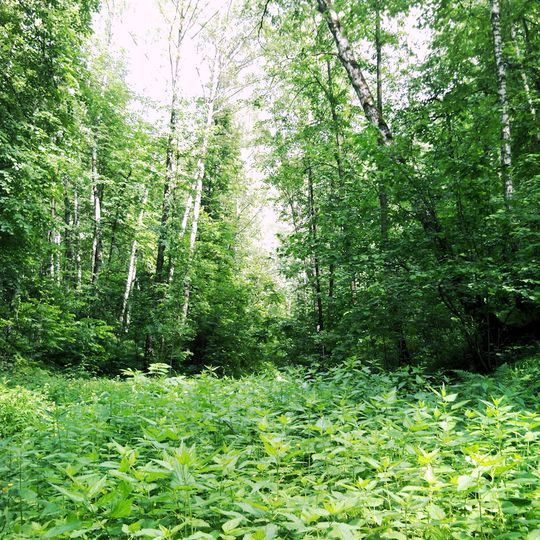 Бирюлёвский лесопарк