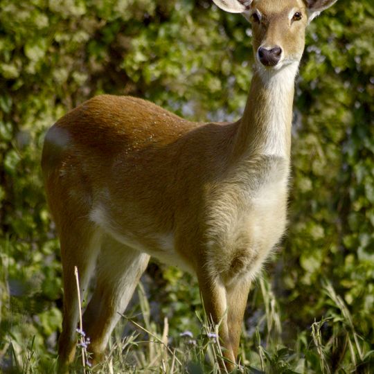 Keibul Lamjao National Park