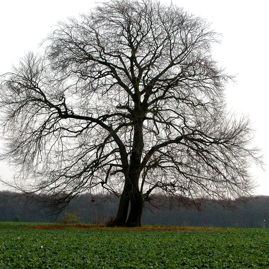 Napoleonsbuche Gahmen