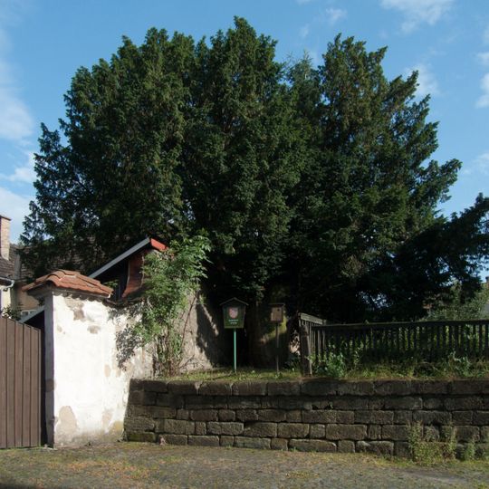 Tis červený v České Kamenici