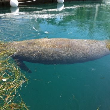 Atrakcje w Miami: plaże, dzielnica Art Deco, Park Narodowy Everglades