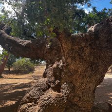 Aphrodite’s and Adonis’ oak