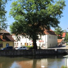 Luthereiche mit Gedenkstein und Einfriedung