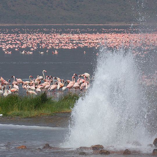 Bogoria