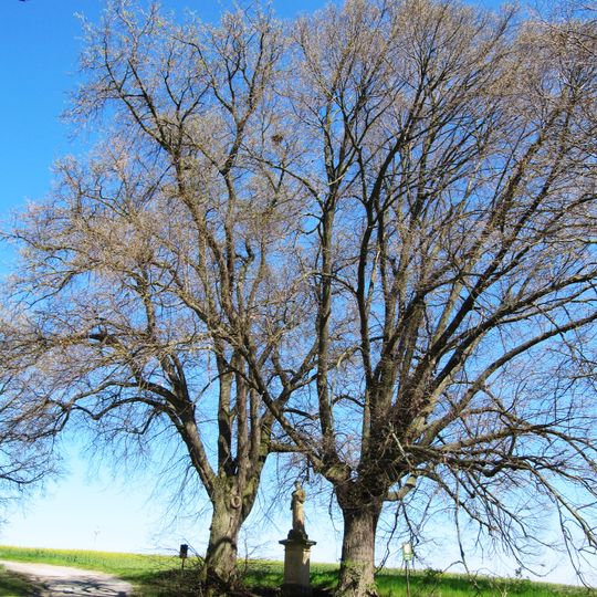 Lípy u Svatého Gerarda
