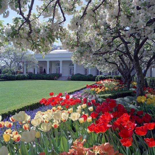 Jardín de rosas de la Casa Blanca