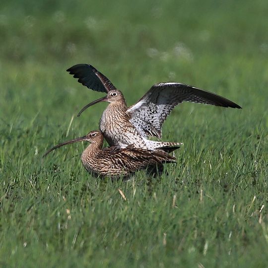 Wiesenbrütergebiete im Unteren Isartal