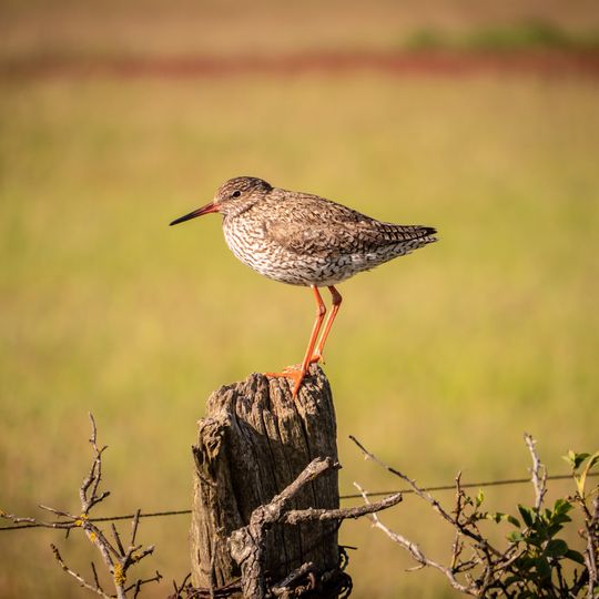 Küsten- und Dünenlandschaften Amrums