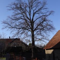 Dub letní v Kolovratech