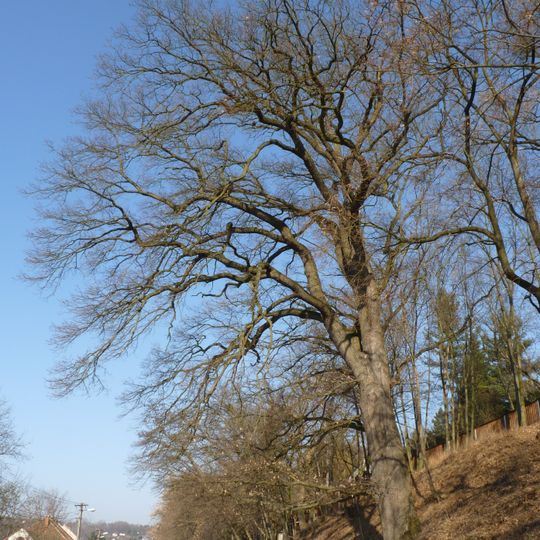 Dub letní v Bystrci II.