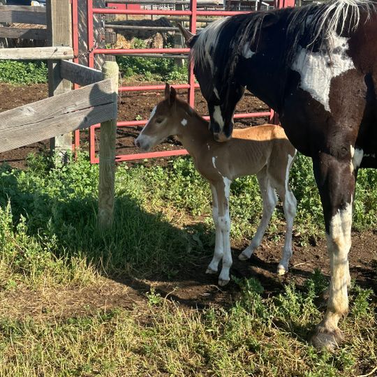 Terry Bison Ranch Resort