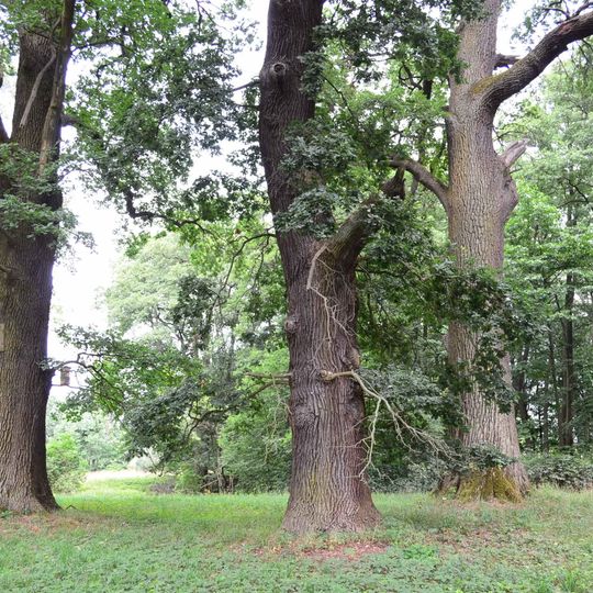 Naturdenkmal Stiel-Eiche 1 östlich anschließend an die Ortslage in Blumberg