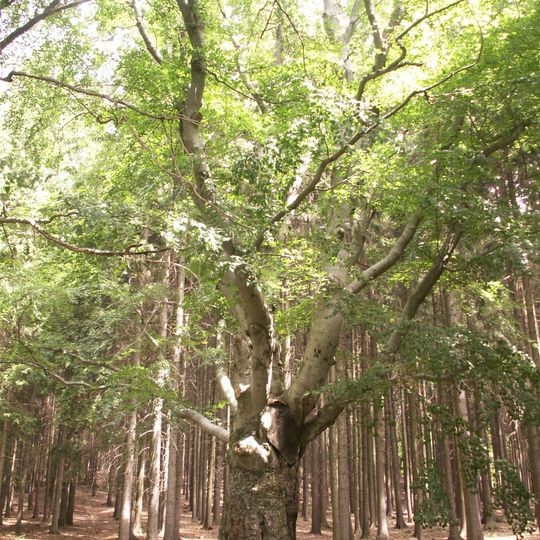 Žižkův buk v Malčíně