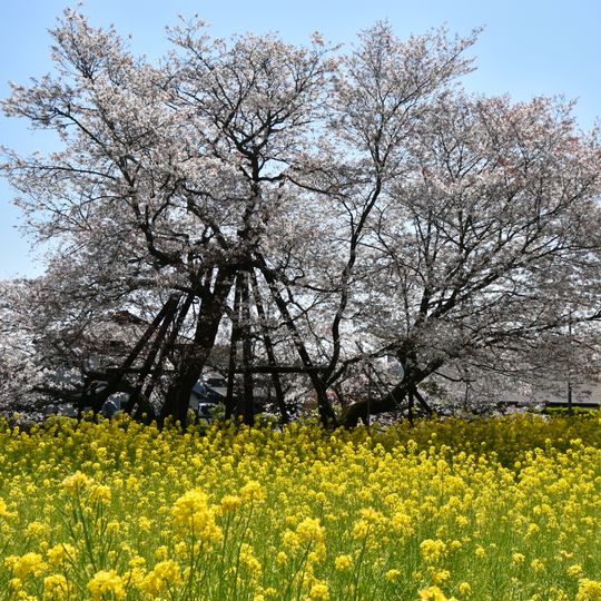 Kariyado no Gebazakura