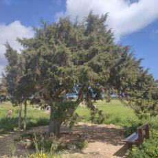 Tree of Cape Greco
