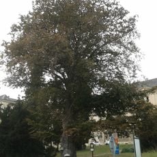 Buk u staré vrátnice