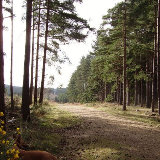 Broadmoor to Bagshot Woods and Heaths