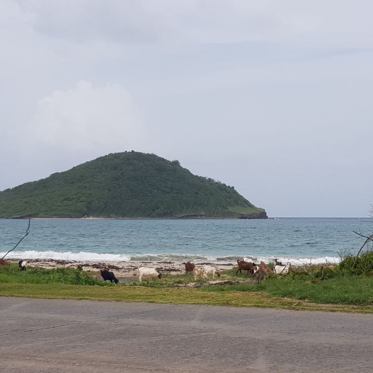 Maria Islands Nature Reserve