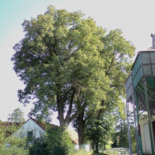 Lípy u čp. 19 v Dolní Pěně