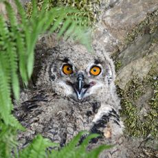 LSG-Wiehengebirge und Vorland