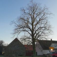 Naturdenkmal Winterlinde (Tilia cordata) im Garten vor dem Wohnhaus Rutzkauer Straße 1 in Gollmitz