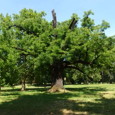 Walnut Tree in Kvasice