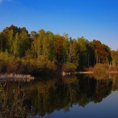 Chelyabinsky Urban Pine Forest