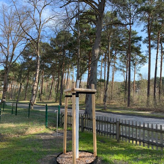 Naturdenkmal Stieleiche 2 Motzener Straße, Flur 2, Flurstück 201 in Groß Köris