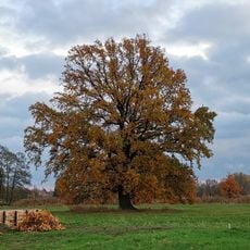 Naturdenkmal Eiche Wusterwitz