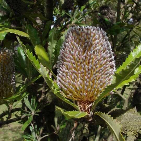 Mooloolah River National Park